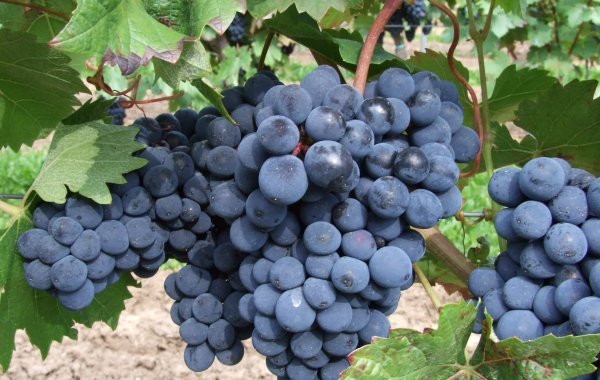 Dunkelfelder grapes