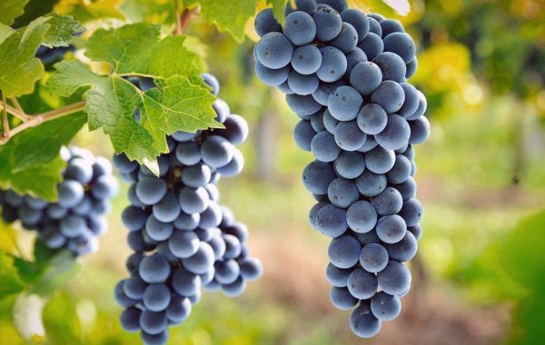 Pinot Meunier grapes