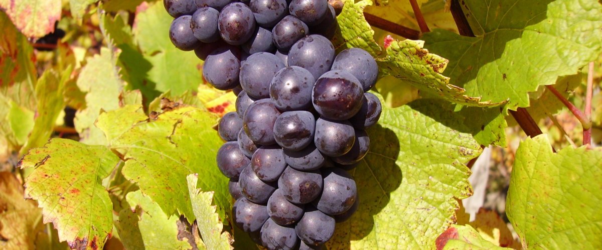 Pinot Noir