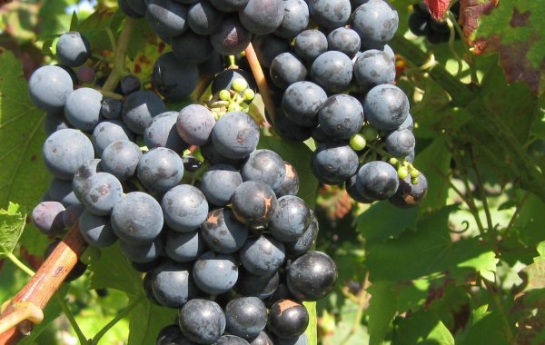 Regent grapes