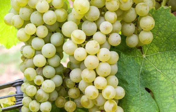 Reichensteiner grapes
