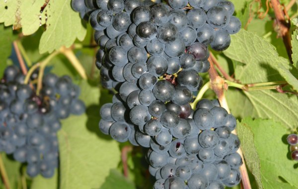 Rondo grapes