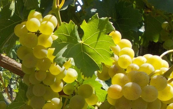 Seyval Blanc grapes