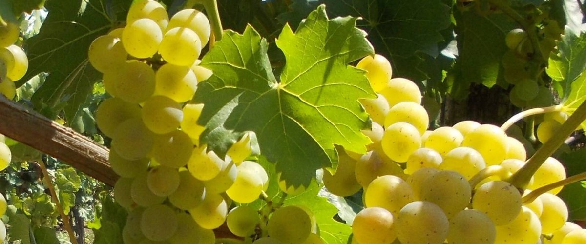 Seyval Blanc