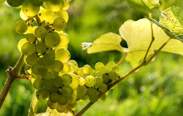 Solaris grapes