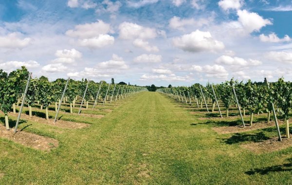 Coolhurst Vineyards