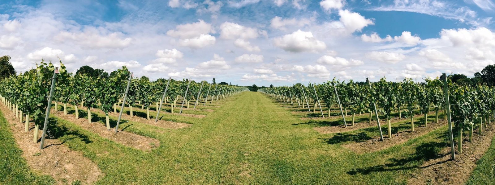Coolhurst Vineyards